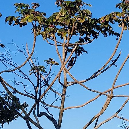 Villa Casa Com Piscina Florianópolis Esterno foto